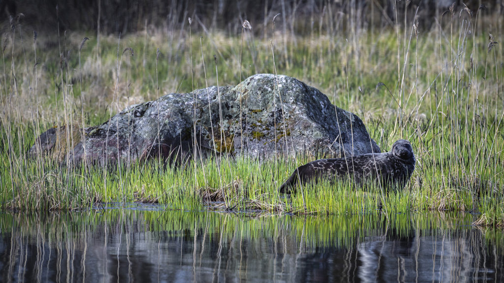 Luontokuvausviikonloput
