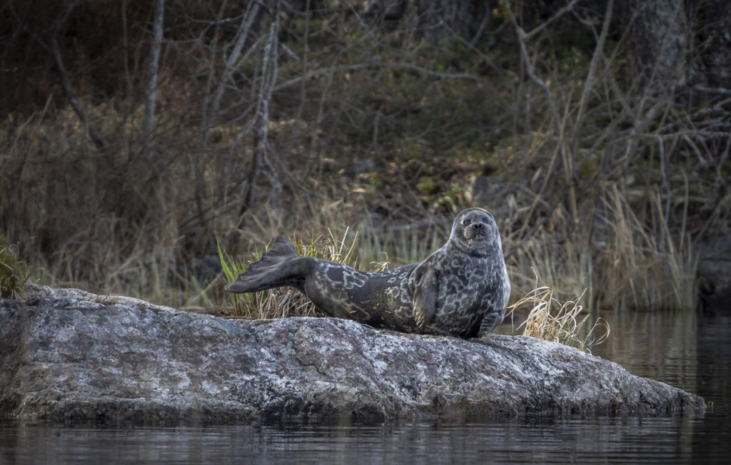 Norppakuvausviikonloppu
