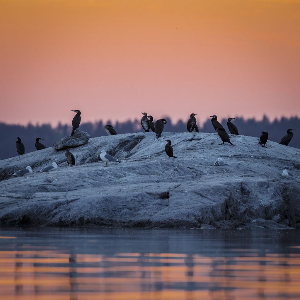 Lintukuvausviikonloppu
